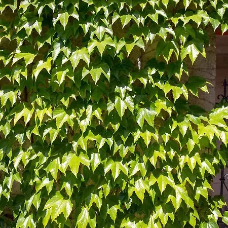 Lomida فيلة أوباتيا