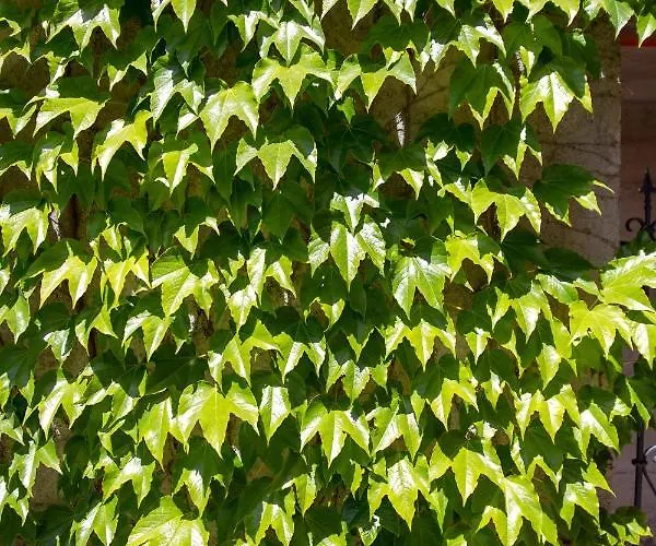 Lomida Villa Opatija